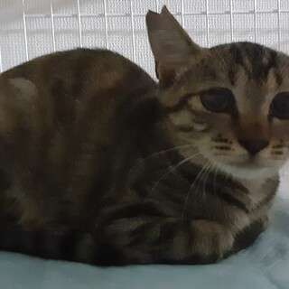 ビビりのキジトラ(麦わら)の女の子