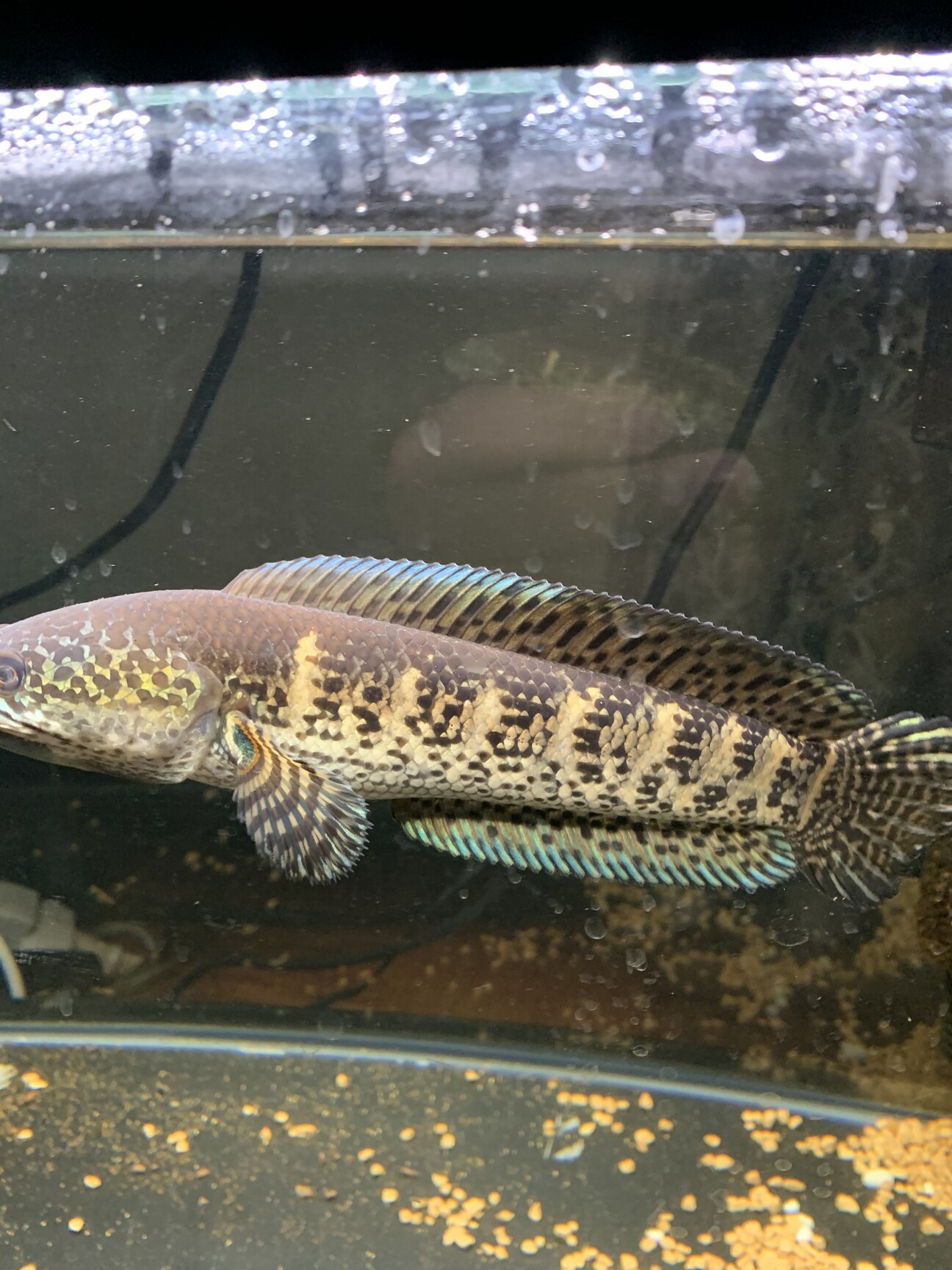バイオレットスネークヘッド」広島県 - 熱帯魚・観賞魚の里親募集 