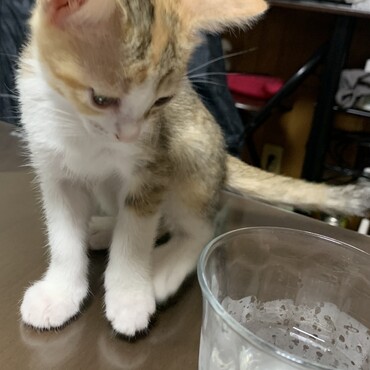 コップに入れたお水を飲むのが大好き♡