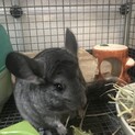 チンチラ　4ヶ月　メス　グレー