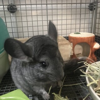 チンチラ　4ヶ月　メス　グレー