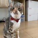 とても大人しい　りんちゃん
