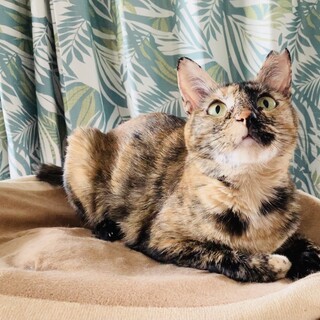 癒しの天使かおちゃん【大阪市】