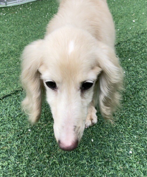 とうふくん⭐️８歳の男の子 サムネイル2