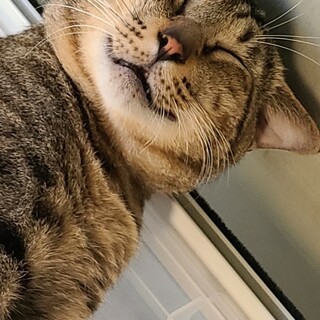 【エイズ陽性判明】人馴れ可愛いキジトラ