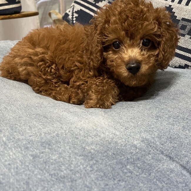 りんたぶろうのカバー写真