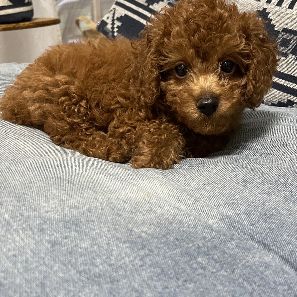 東谷凛のカバー写真