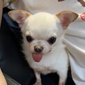 小さな小さなチワワ  こんちゃん