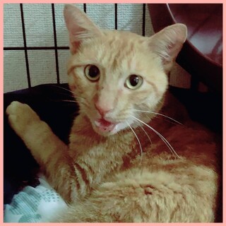 里親募集　～人馴れしている茶トラの男の子です～