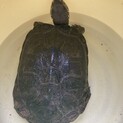 ウンキュウ　ほぼクサガメ　甲羅サイズ18.5cm 
