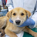 可愛い子犬のテト君