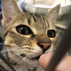 保護犬猫譲渡会 in せとうちドッグパーク