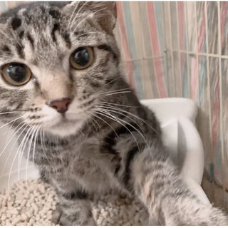 ただいまゆっくり人馴れ中のレディちゃん♬