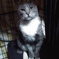美猫！グレーソックスエイズキャリア