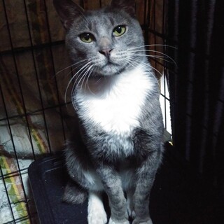 美猫！グレーソックスエイズキャリア