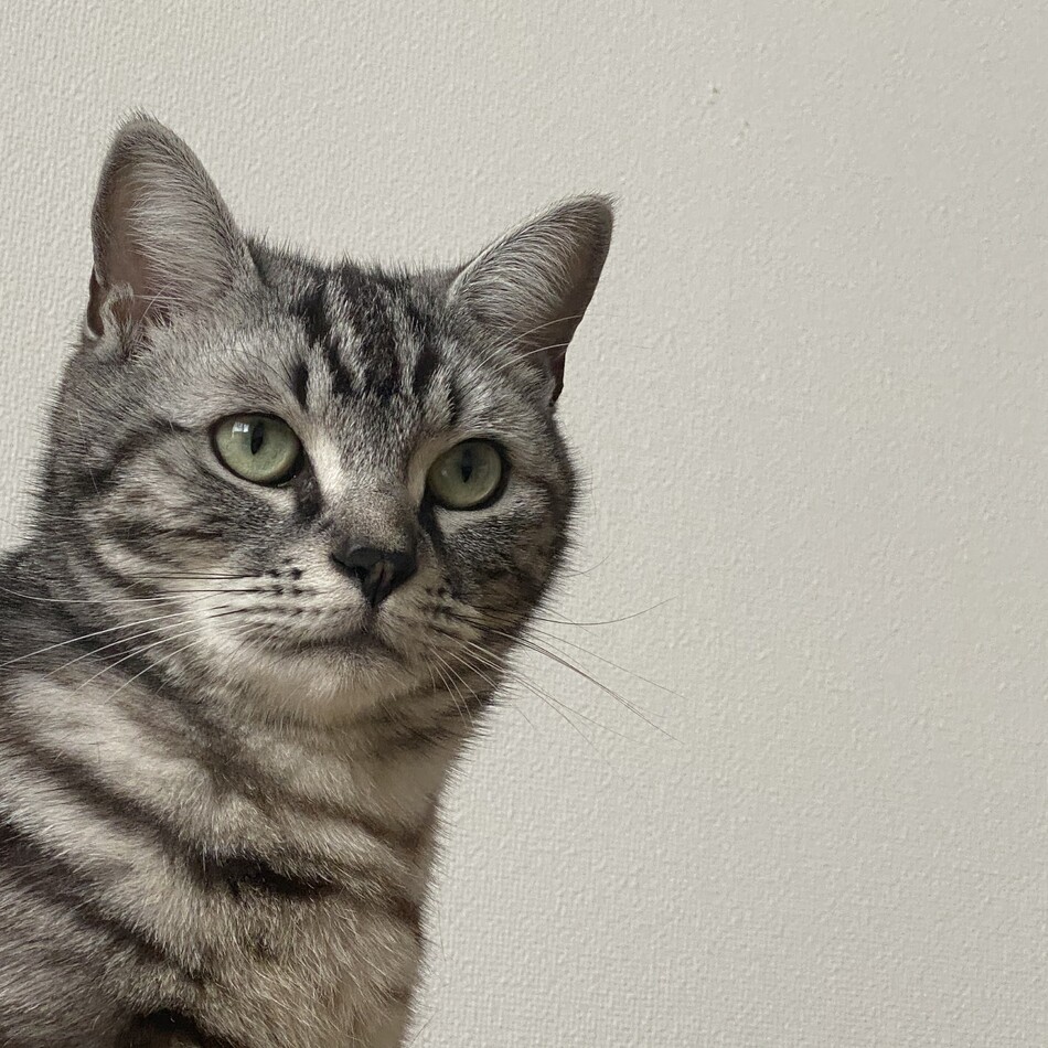 エコーのカバー写真