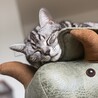 の写真