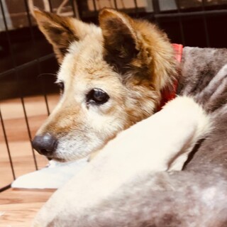 ご飯と優しい空間、ならちゃんのささやかすぎる願い