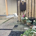 [募集一旦停止　交渉中]白柴犬　1歳　里親募集