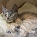 【小平市】グレーの美猫！羽織ちゃん