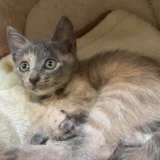 【小平市】グレーの美猫！羽織ちゃん