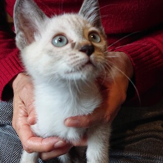 シャム猫の様な子猫です」青森県 - 猫の里親募集(381827) :: ペットの 