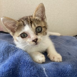白キジ　小さく可愛い女の子　ゆきレオグループ