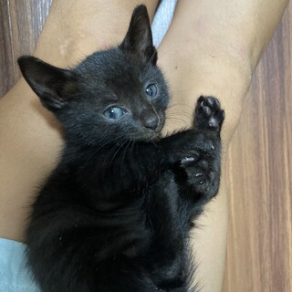 黒猫　男の子　人が大好き膝乗り甘えん坊
