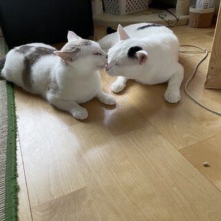 家族にしてあげて下さい