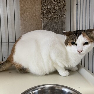 寡黙な三毛美猫