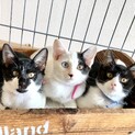 川崎より　仲良し子猫姉弟3匹♪