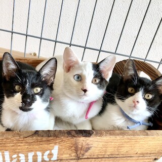 川崎より　仲良し子猫姉弟3匹♪