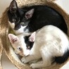 川崎より　仲良し子猫姉弟3匹♪ サムネイル2