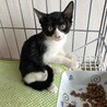 川崎より　仲良し子猫姉弟3匹♪ サムネイル3