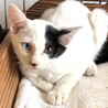川崎より　仲良し子猫姉弟3匹♪ サムネイル4