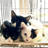 川崎より　仲良し子猫姉弟3匹♪ サムネイル6