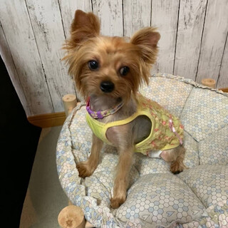 釜石（かまいし）ザ・ヨーキー娘❤