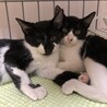 川崎より　仲良し子猫姉弟3匹♪ サムネイル7