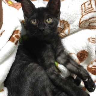 黒い子猫「りー君」