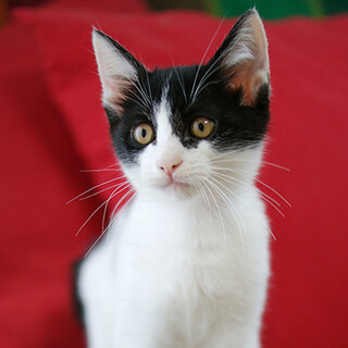 小田原市の猫の里親募集情報まとめ ペットのおうち 月間利用者150万人