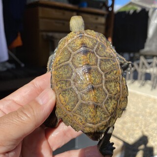 ニホンイシガメの小亀♂