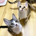人が大好き！可愛い子猫姉妹