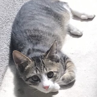 【生後3ヶ月、健康状態◎】小柄なキジ白ちゃん♪