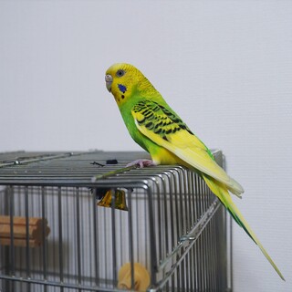 セキセイインコ♀の里親募集