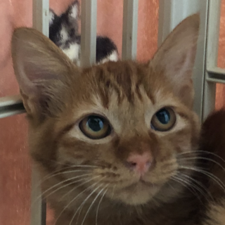 シッポがふわふわの可愛い子猫です