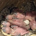 文鳥ひな里親様決定！ありがとうございました！