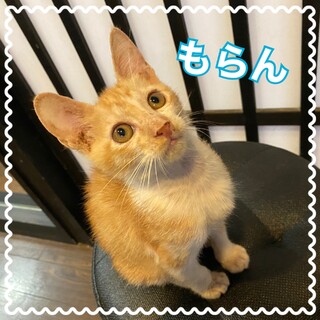 活発なおとこのこ☆もらん