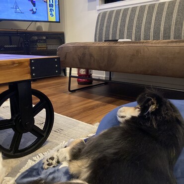 みんなステイホームしてる❓テレビ見ながら、まったり❗️最高だね✨