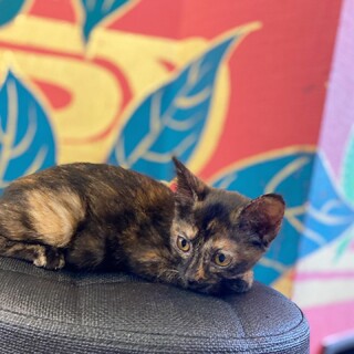 やんちゃでお茶目な女の子☆ぐみ