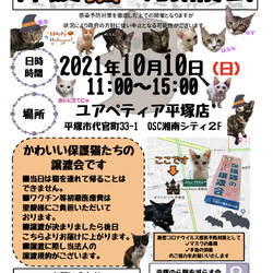 保護猫の譲渡会*Happy Halloween